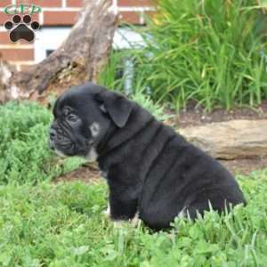 Ryder, Olde English Bulldogge Puppy