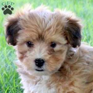 Ryder, Havanese Puppy