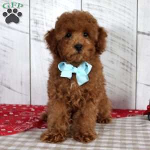 Ryder, Toy Poodle Puppy