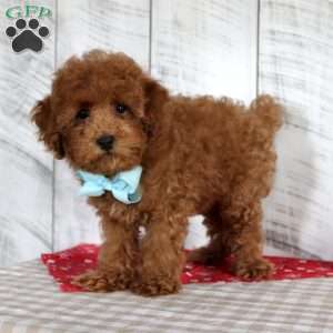 Ryder, Toy Poodle Puppy