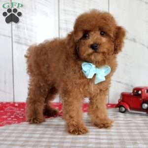 Ryder, Toy Poodle Puppy