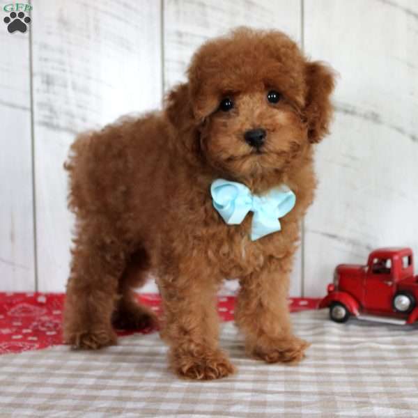 Ryder, Toy Poodle Puppy