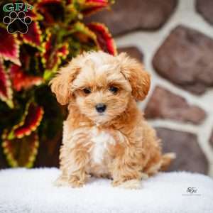 Darlene, Maltipoo Puppy