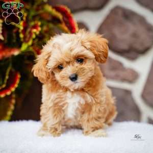 Darlene, Maltipoo Puppy