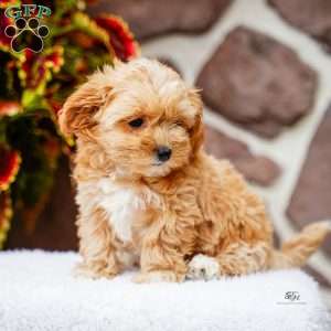 Darlene, Maltipoo Puppy