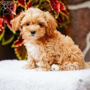 Darlene, Maltipoo Puppy