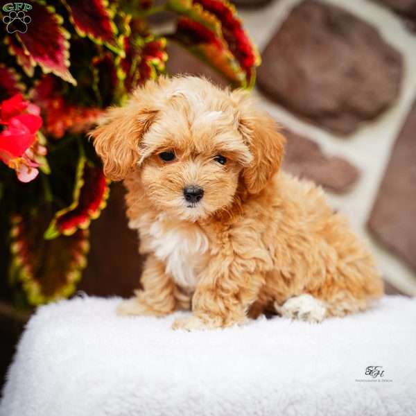 Darlene, Maltipoo Puppy