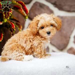 Darlene, Maltipoo Puppy