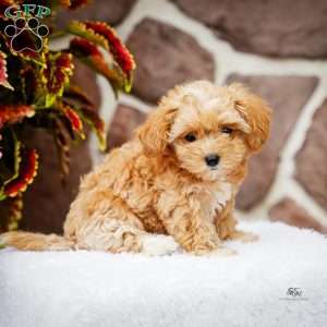 Darlene, Maltipoo Puppy