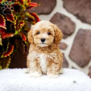 Dustin, Maltipoo Puppy
