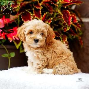 Dustin, Maltipoo Puppy