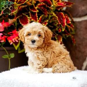Dustin, Maltipoo Puppy