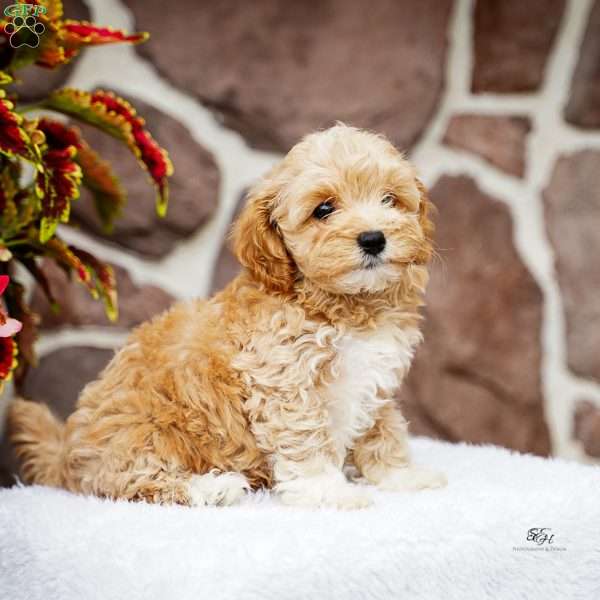 Dustin, Maltipoo Puppy