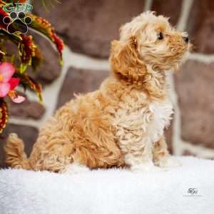 Dustin, Maltipoo Puppy