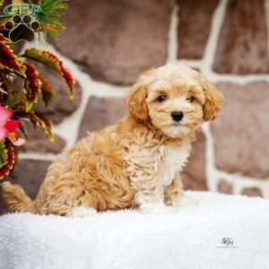 Dustin, Maltipoo Puppy