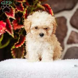 Dancer, Maltipoo Puppy