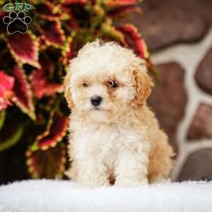 Dancer, Maltipoo Puppy