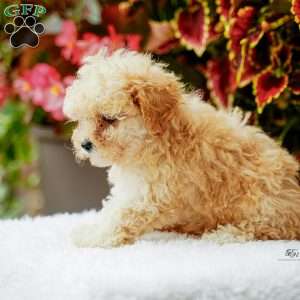 Dancer, Maltipoo Puppy