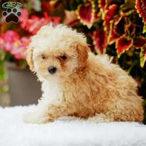 Dancer, Maltipoo Puppy