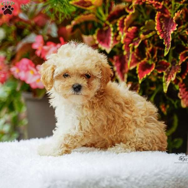 Dancer, Maltipoo Puppy