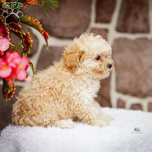 Dancer, Maltipoo Puppy