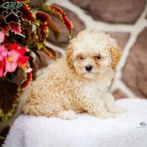 Dancer, Maltipoo Puppy