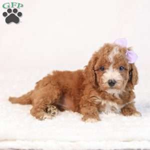 Kaya, Mini Goldendoodle Puppy