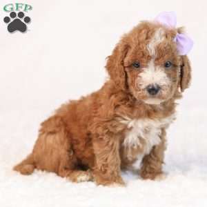 Kaya, Mini Goldendoodle Puppy