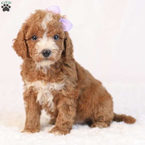 Kaya, Mini Goldendoodle Puppy