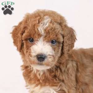 Kaya, Mini Goldendoodle Puppy