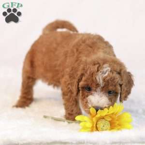 Kaya, Mini Goldendoodle Puppy