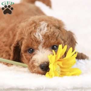 Kaya, Mini Goldendoodle Puppy