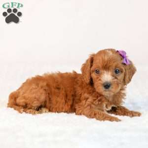 Kiki, Mini Goldendoodle Puppy