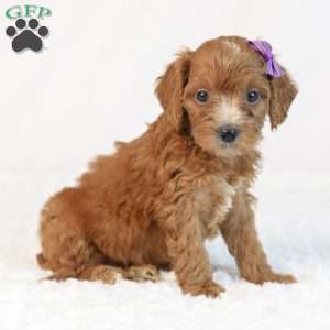 Kiki, Mini Goldendoodle Puppy