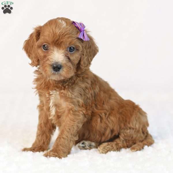 Kiki, Mini Goldendoodle Puppy