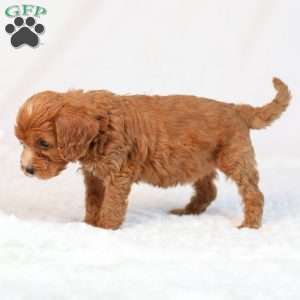 Kiki, Mini Goldendoodle Puppy