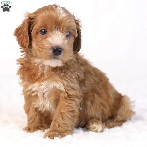 Kipper, Mini Goldendoodle Puppy