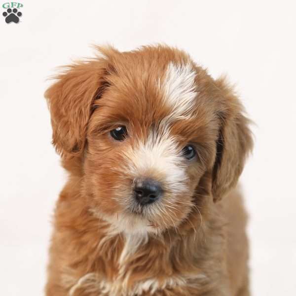 Kira, Mini Goldendoodle Puppy