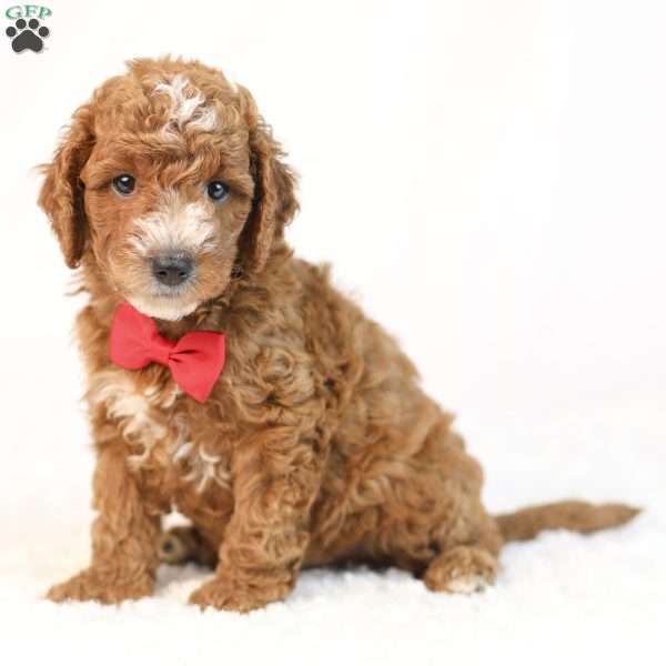 Kobe, Mini Goldendoodle Puppy