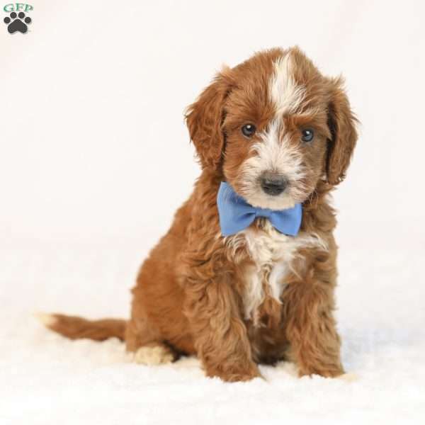 Koda, Mini Goldendoodle Puppy