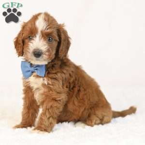 Koda, Mini Goldendoodle Puppy