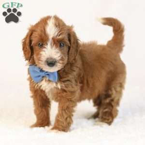 Koda, Mini Goldendoodle Puppy