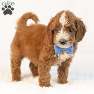 Koda, Mini Goldendoodle Puppy