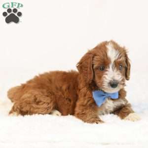 Koda, Mini Goldendoodle Puppy