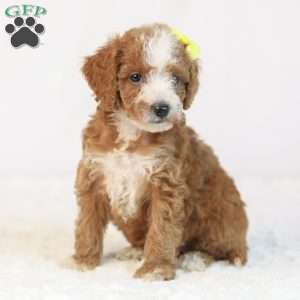 Kona, Mini Goldendoodle Puppy