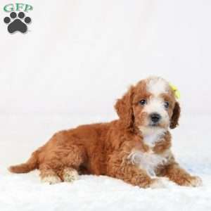 Kona, Mini Goldendoodle Puppy