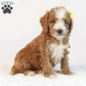 Kona, Mini Goldendoodle Puppy