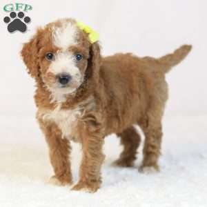 Kona, Mini Goldendoodle Puppy