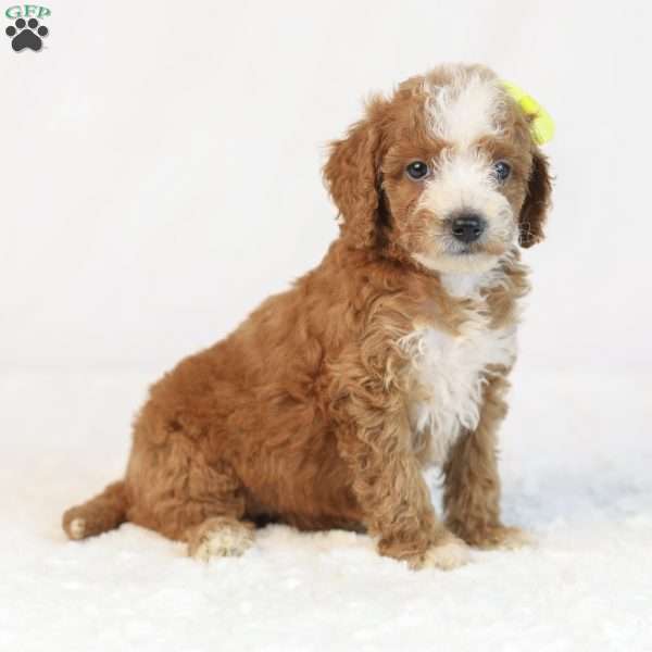 Kona, Mini Goldendoodle Puppy