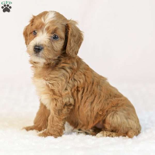 Kye, Mini Goldendoodle Puppy
